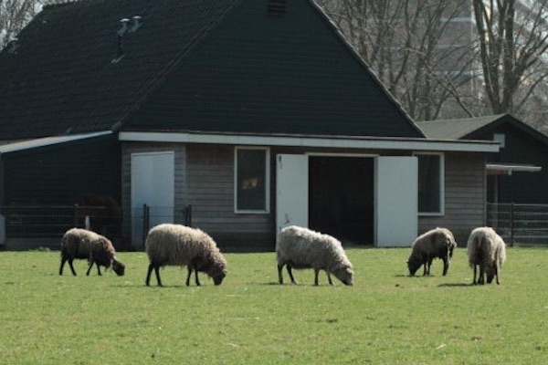 Schaapscheerfeest De Oedestee Rotterdam 